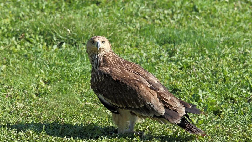 Barna kánya (Milvus migrans)