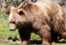 Barna medve (Ursus arctos)