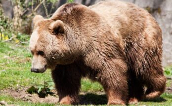 Barna medve (Ursus arctos)