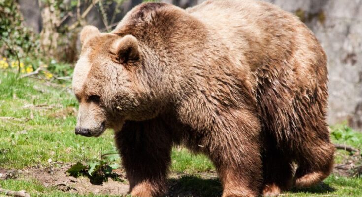 Barna medve (Ursus arctos)