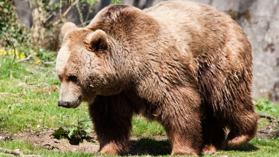 Barna medve (Ursus arctos)