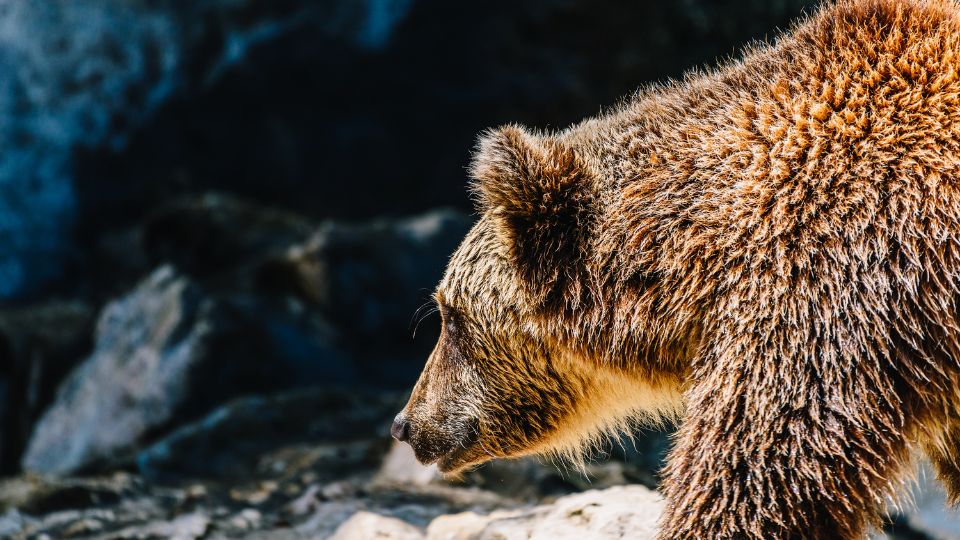 Barna medve (Ursus arctos)
