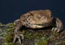 Barna varangy (Bufo bufo)