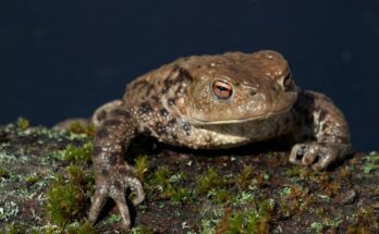 Barna varangy (Bufo bufo)