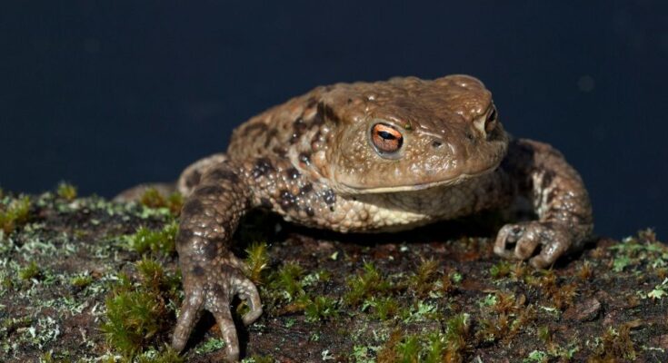 Barna varangy (Bufo bufo)