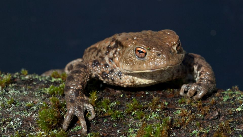 Barna varangy (Bufo bufo)