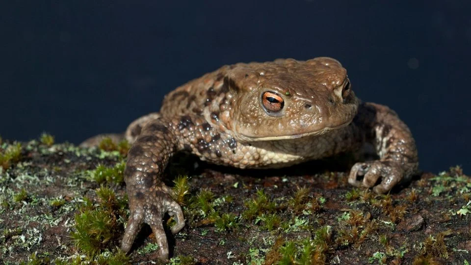 Barna varangy (Bufo bufo)