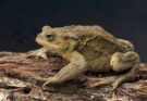 Barna varangy (Bufo bufo)