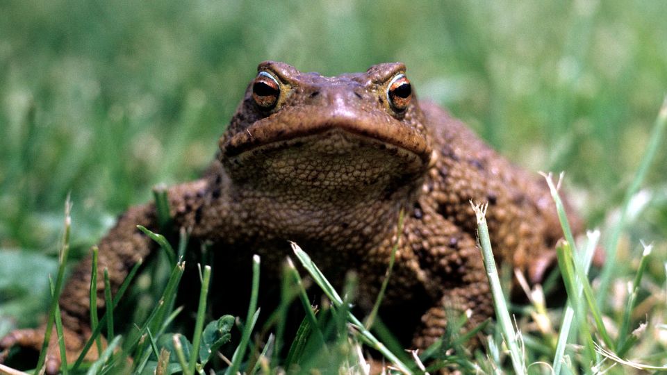 Barna varangy (Bufo bufo)