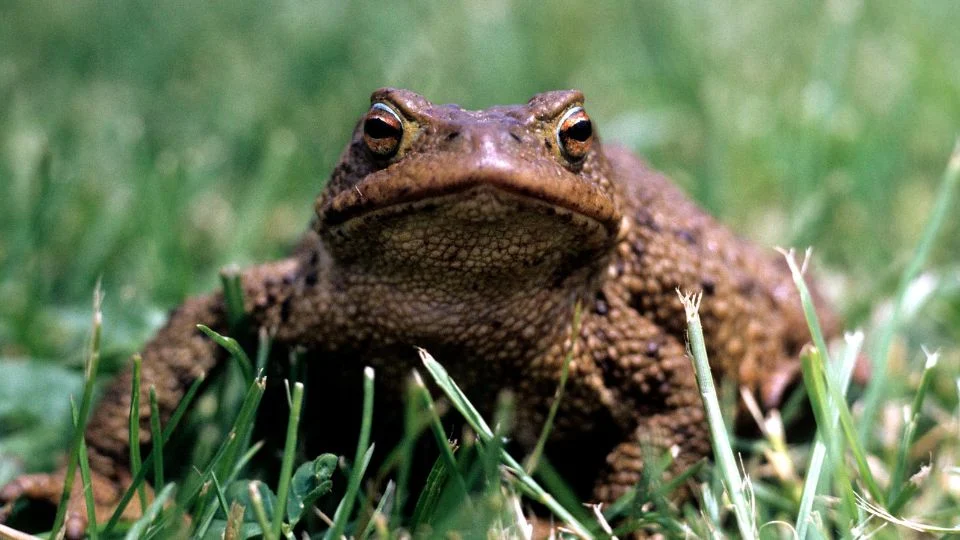 Barna varangy (Bufo bufo)