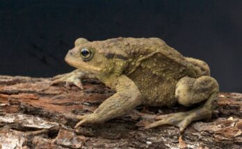 Barna varangy (Bufo bufo)