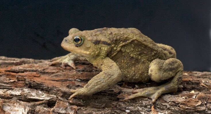 Barna varangy (Bufo bufo)