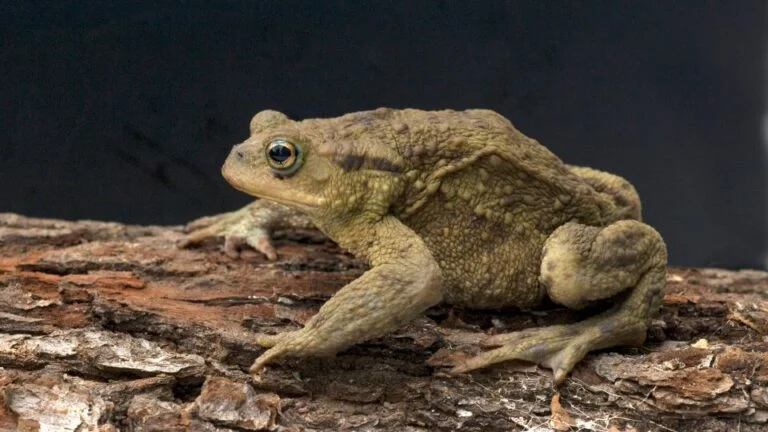 Barna varangy (Bufo bufo)