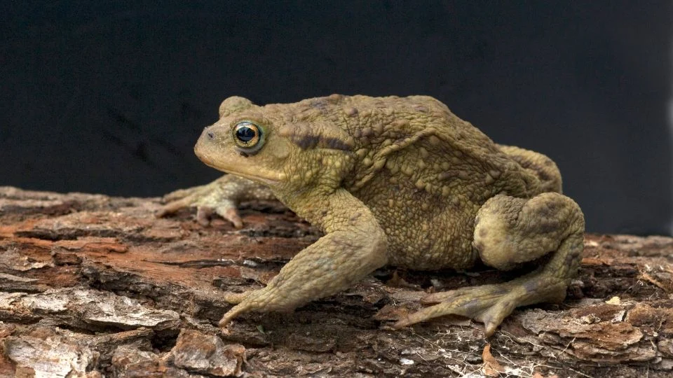 Barna varangy (Bufo bufo)