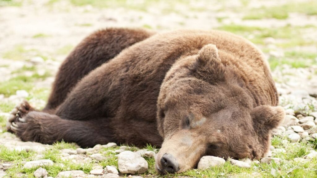 Egy barnamedve pihen a fűben, nyugodt és békés környezetben.