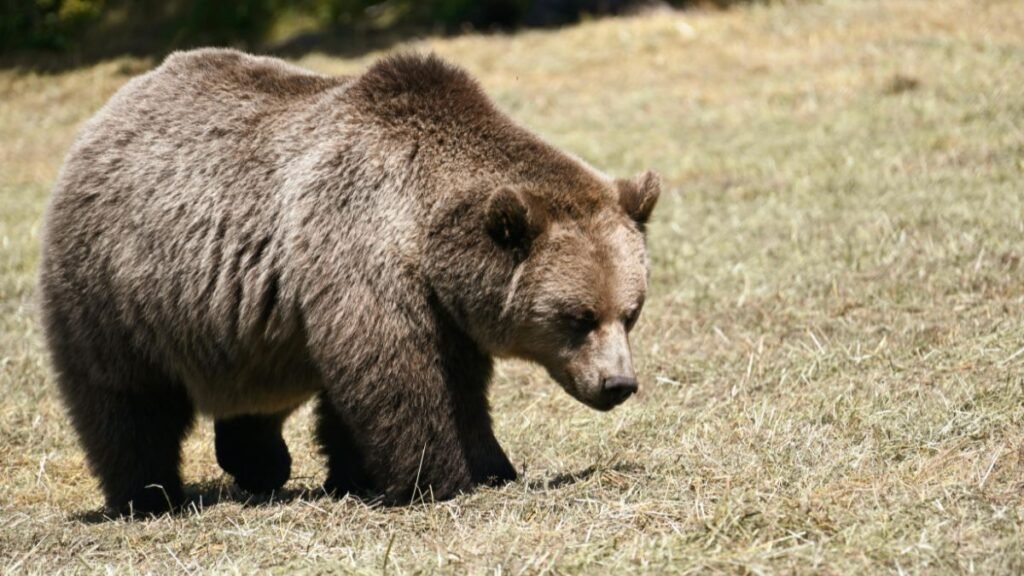 Barnamedve sétál a zöld fűben, természetes környezetben.