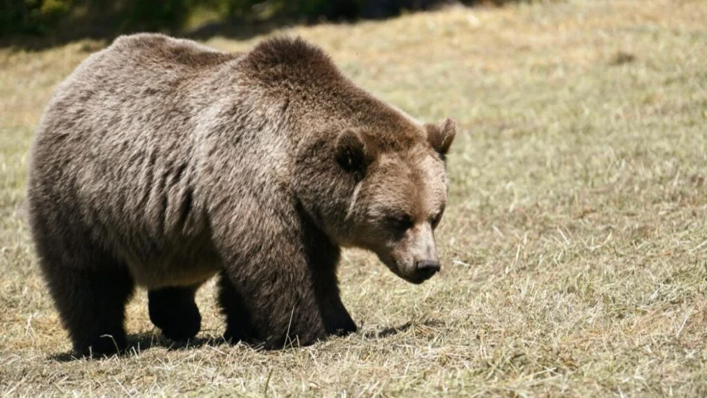 Barnamedve sétál a zöld fűben, természetes környezetben.