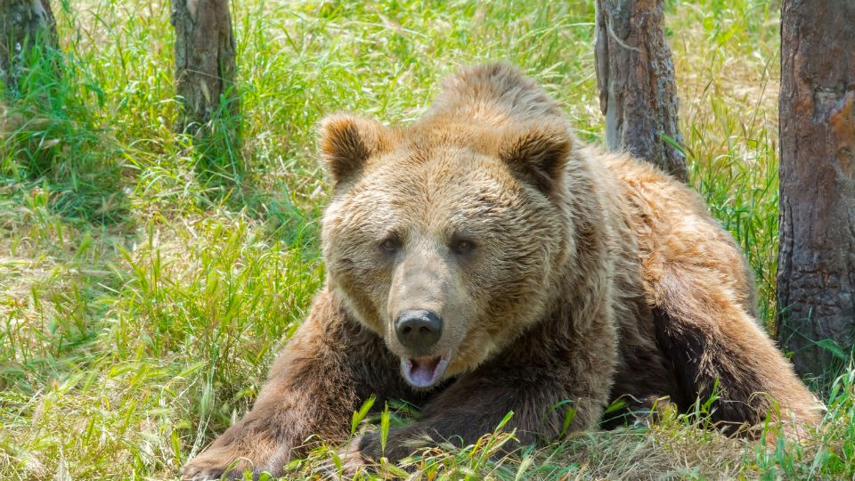 Barnamedve (Ursus arctos)