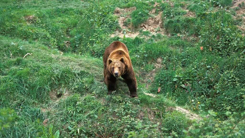 Egy barnamedve áll a zöld fűben, figyelmesen néz a kamerába.