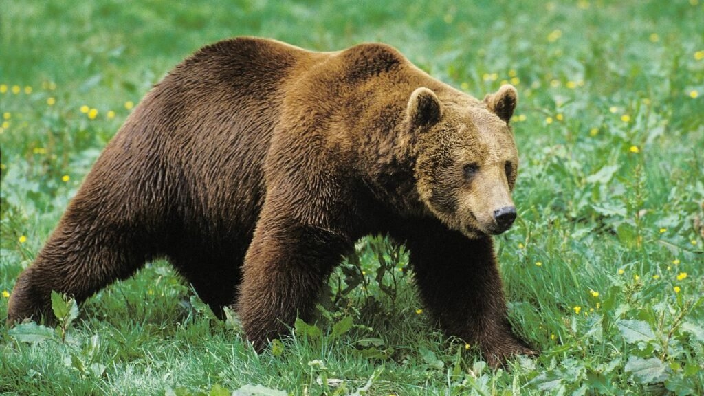 Egy barnamedve sétál a zöld fűben, körülötte virágokkal.