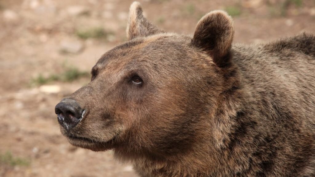 Egy barnamedve arca, amely a természetben pihen, szőre barna és dús.
