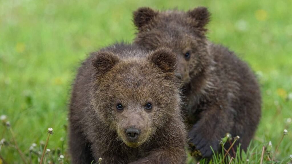 Két aranyos barnamedvebocs játszik a zöld fűben, vidám és kíváncsi tekintettel.