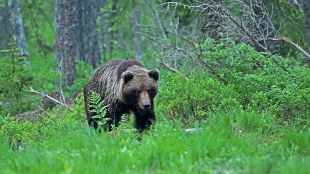Egy barnamedve sétál a zöld erdőben, fák és növények között.