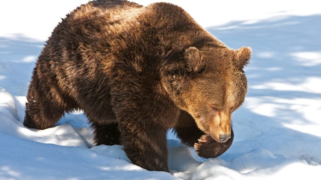 Egy barnamedve sétál a hóban, lábával tapogatja a havat.
