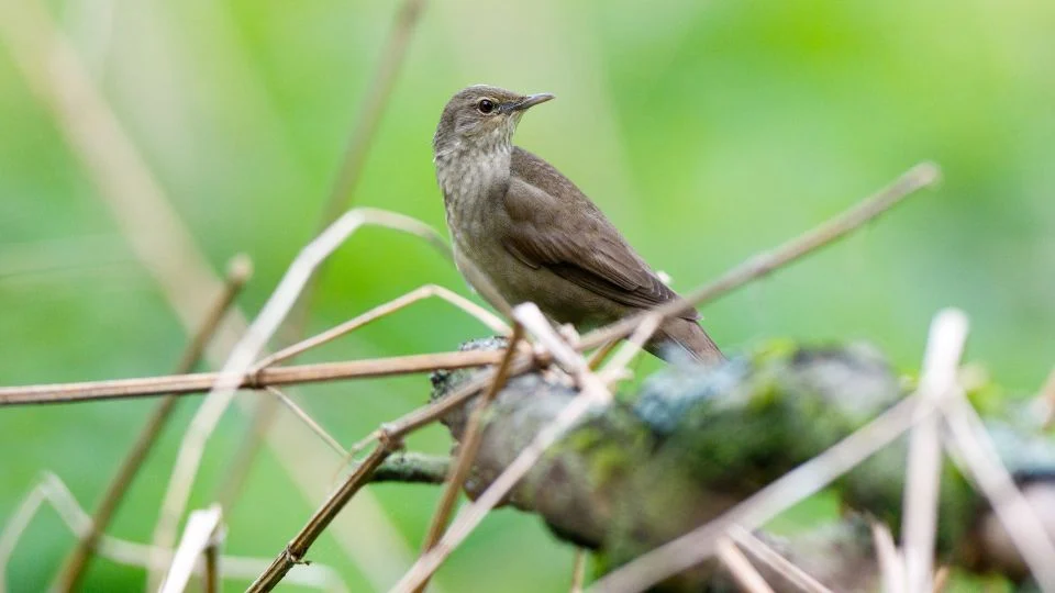 Berki tücsökmadár (Locustella fluviatilis)