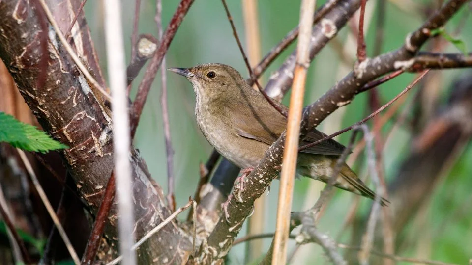Berki tücsökmadár (Locustella fluviatilis)