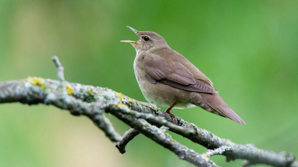 Berki tücsökmadár (Locustella fluviatilis)