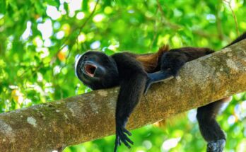 Bőgőmajom (Alouatta sp.)