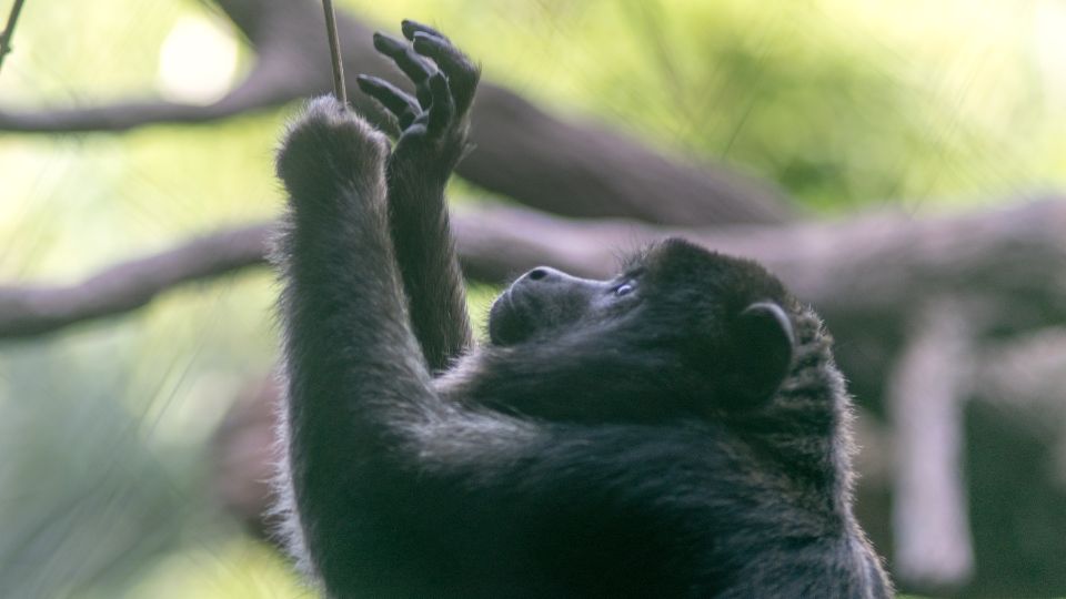 Bőgőmajom (Alouatta sp.)