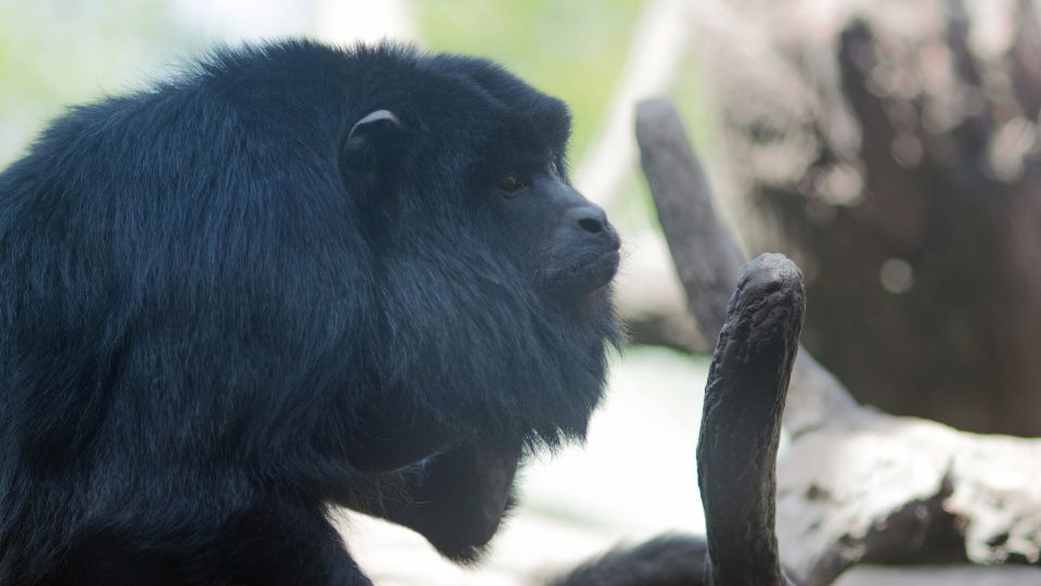 Bőgőmajom (Alouatta sp.)