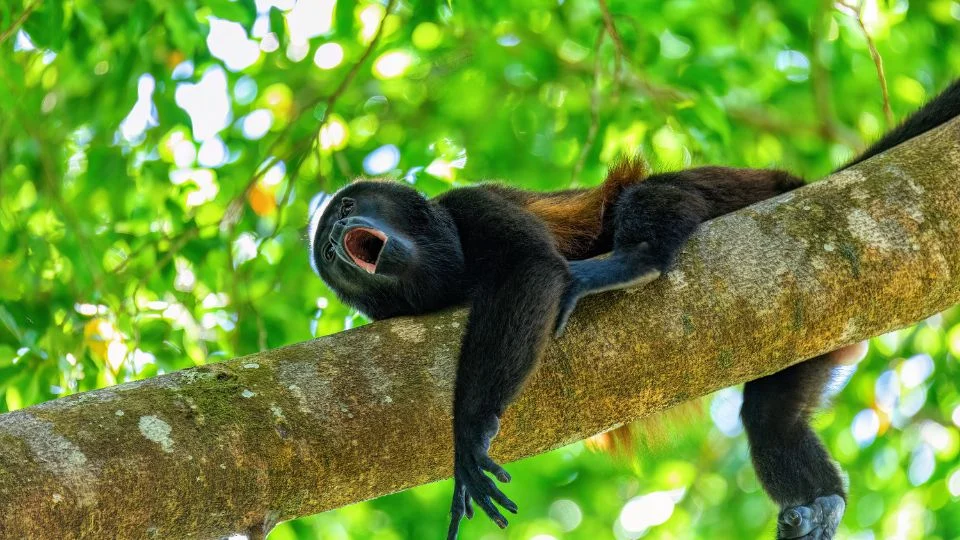 Bőgőmajom (Alouatta sp.)