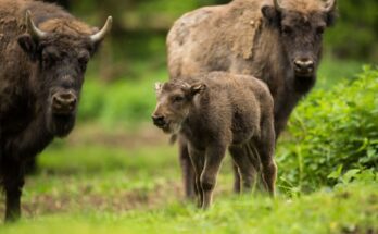 Bölény (Bison bonasus)