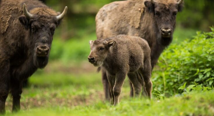 Bölény (Bison bonasus)