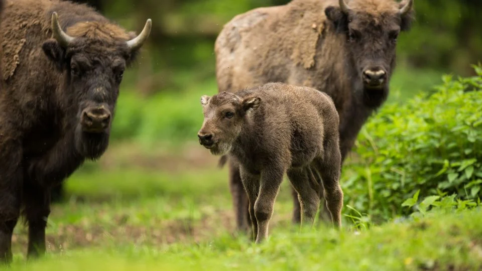 Bölény (Bison bonasus)