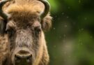 Bölény (Bison bonasus)