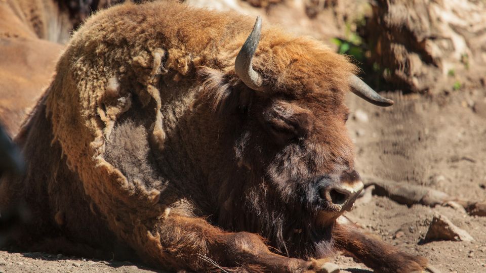Bölény (Bison bonasus)