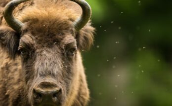 Bölény (Bison bonasus)