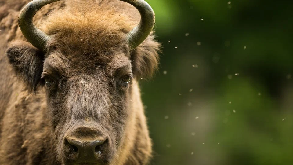 Bölény (Bison bonasus)