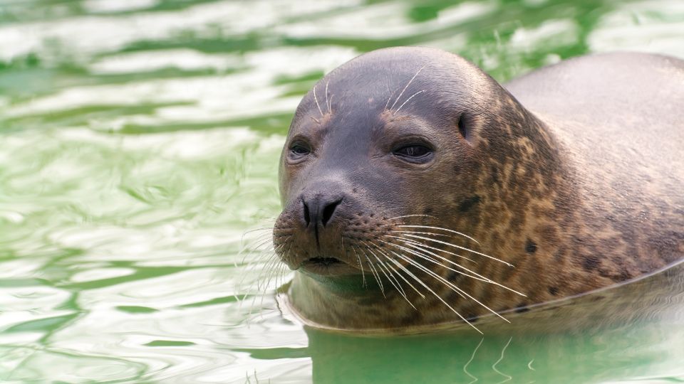 Borjúfóka (Phoca vitulina)