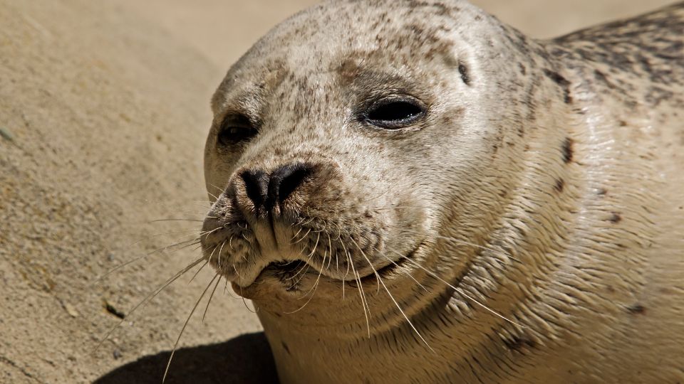 Borjúfóka (Phoca vitulina)