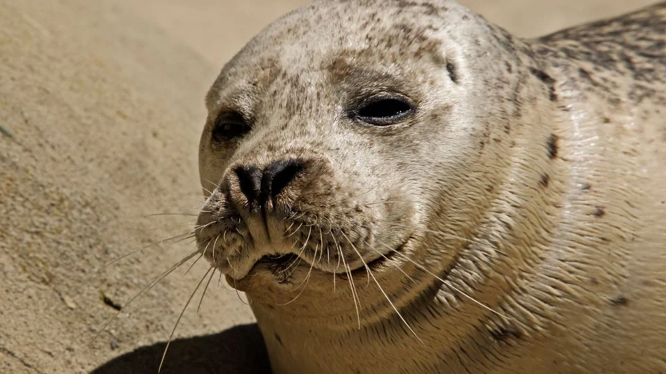 Borjúfóka (Phoca vitulina)
