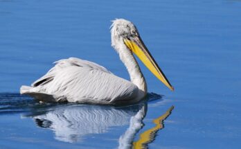 Borzas gödény (Pelecanus crispus)