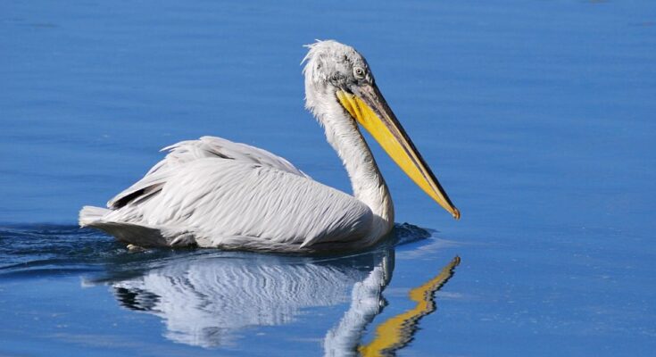 Borzas gödény (Pelecanus crispus)