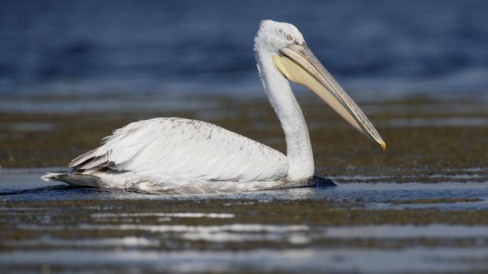 Borzas gödény (Pelecanus crispus)