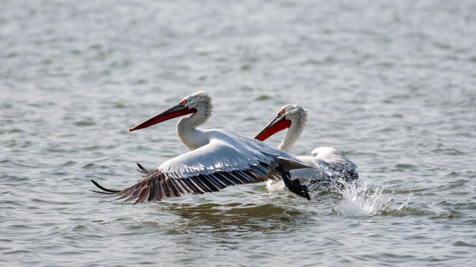 Borzas gödény (Pelecanus crispus)