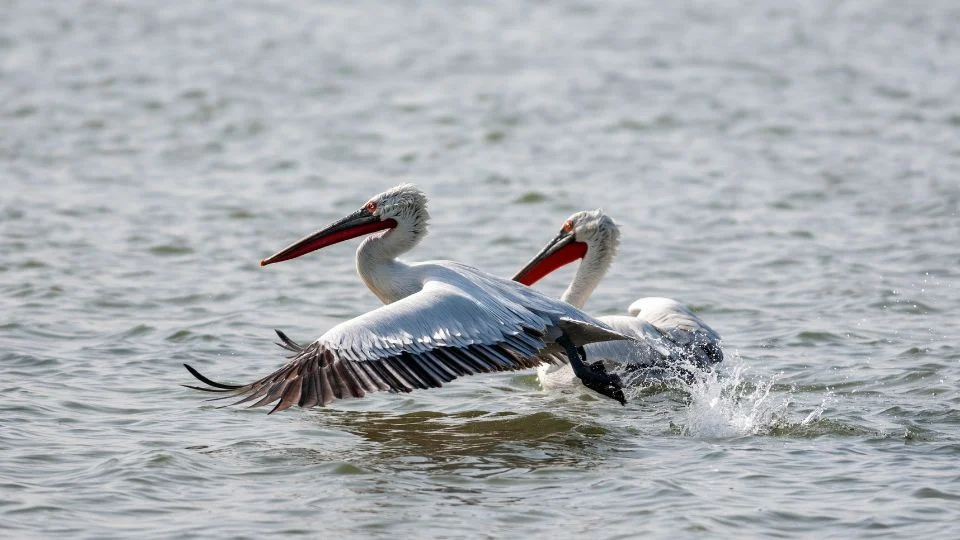 Borzas gödény (Pelecanus crispus)